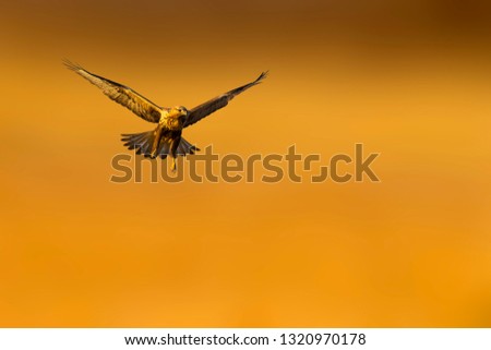 Awesome bird of prey in flight