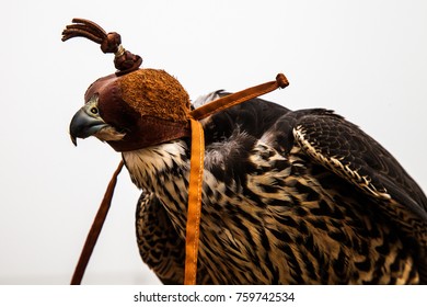 20 Blindfolded hawk Images, Stock Photos & Vectors | Shutterstock