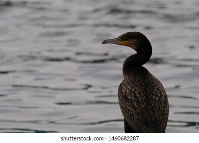 wild bird cormorant in water