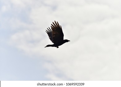 wild bird crow