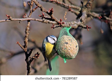 Wild Bird Eating In Feeding Station. Tallow Ball.