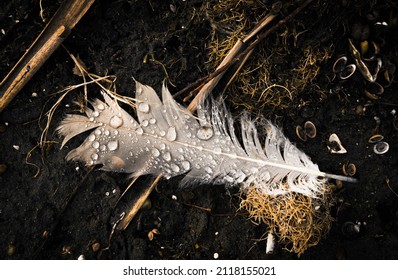 Wild Bird Feather On Wet Wet Ground, Nature Animal, Volatile, Dark Background With Contrast