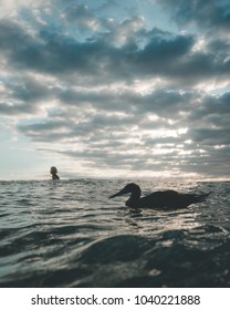 A Wild Bird Floats Amongst The Surfers In The Surf Lineup