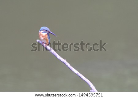 Similar – Image, Stock Photo Nuthatch (Sitta europaea)