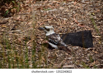 Wild Bird Loitering At Healesville Sanctuary