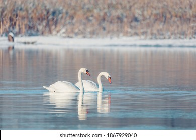 Wild bird mute swan (Cygnus olor) swim in winter on pond, Czech Republic Europe wildlife