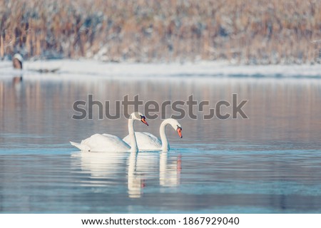 Wild bird mute swan (Cygnus olor) swim in winter on pond, Czech Republic Europe wildlife