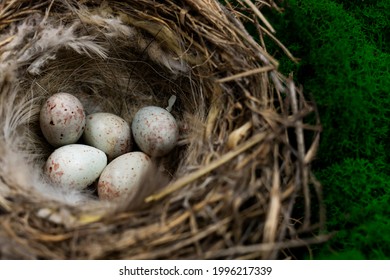 Wild bird nest with eggs in a natural environment. Top view .