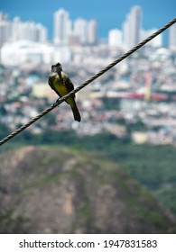 The Wild Bird On The High Voltage Wire. Bird Watching In Fonte Grande State Park In The Brazilian City Of Vitória In The State Of Espírito Santo.                        