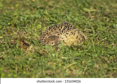 wild bird pheasant