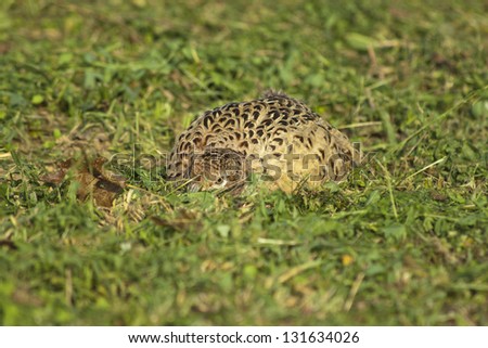 wild bird pheasant