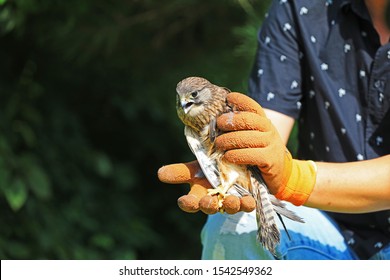 Wild Bird Rescue Workers Hold Red Falcon In Their Hands For Observation, China