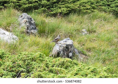 Wild bird in Rila mountain, Bulgaria