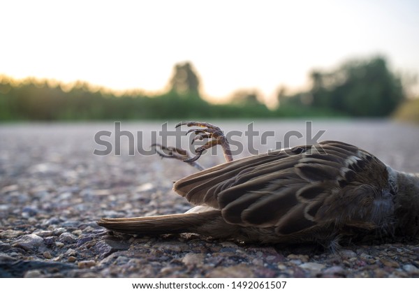 Wild bird run over asphalt of country\
road. Concept for road safety and animal\
protection