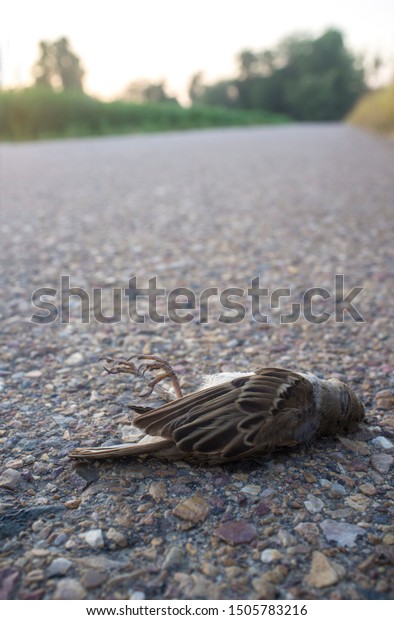 Wild bird run over\
asphalt of country road