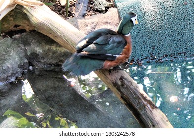 Wild bird sitting on log