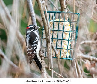 Wild Bird SpeciesNuttall's Woodpecker Eating Suet At Feeder