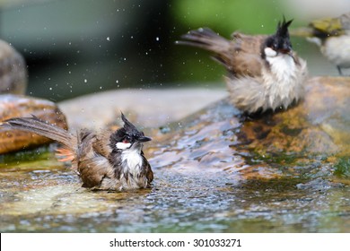 Wild Bird Splashing Water In Pool