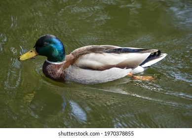 Wild bird in Switzerland: mallard  The male duck - drake - have a glossy green head and are grey on their wings and belly 