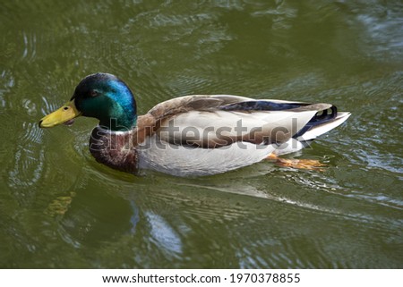 Foto Bild Wilde graue Ente auf dem See