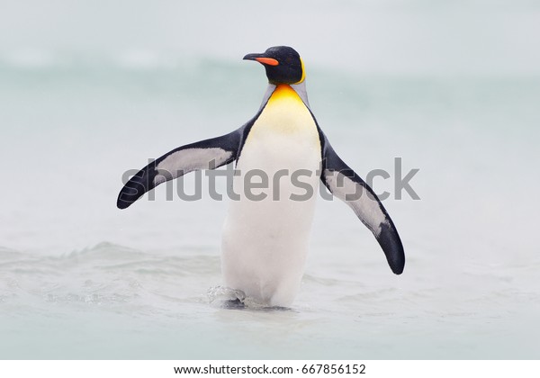 Wild bird in the\
water. Big King penguin jumps out of the blue water after swimming\
through the ocean in Falkland Island. Wildlife scene from nature.\
Funny image from the\
ocean.