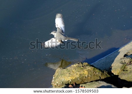 wild bird white wagtail in flight