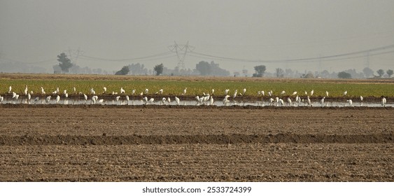 wild birds community at the free wild nature seating in agriculture land,pakistan.Birds little egret,white birds, sawans  - Powered by Shutterstock