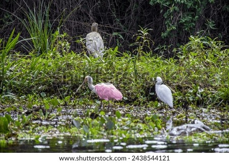 WILD BIRDS FISHING IN A LAKE IN THE WETLAND