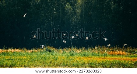 Wild Birds Great Egrets Or Ardea Alba Nest In Swamp On Summer Sunny Evening. This Wild Birds Also Known As Common Egret, Large Egret, Great White Egret Or Great White Heron.