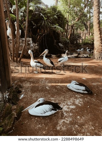 
wild birds, pelican, white pelicans, birds in the wild