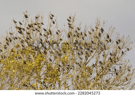 Wild birds. starlings resting in a tree.