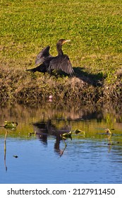 Wild birds in a swamp in Stuart Florida