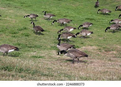 Wild birds in the urban space. Canadian Geese (Branta canadensis) grazing at Gas Works Park in Seattle. - Powered by Shutterstock