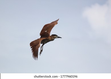 Wild Birds Of Wallacea Archipelago