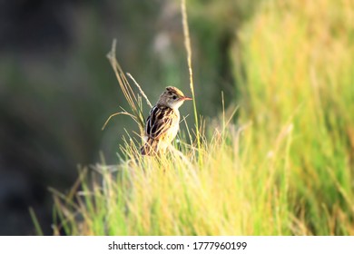 Wild Birds Of Wallacea Archipelago