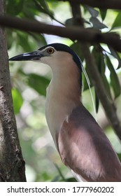 Wild Birds Of Wallacea Archipelago