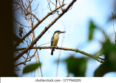 Wild Birds Of Wallacea Archipelago