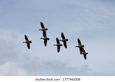 Wild Birds Of Wallacea Archipelago