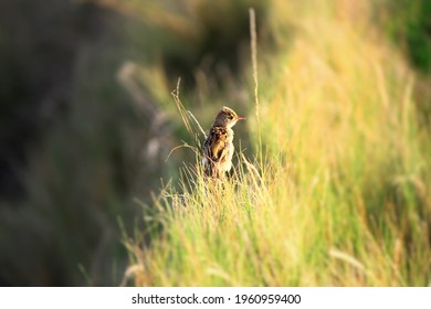 Wild Birds Of Wallacea Archipelago