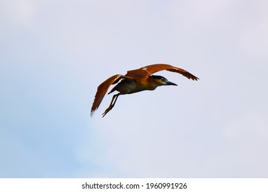 Wild Birds Of Wallacea Archipelago