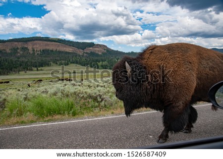 Wild bison crossing the road at the Lamar valley in Yellowstone