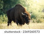 Wild bison grazing on field at sunset. Close-up portrait of european male bison. Zubr in sunlight.