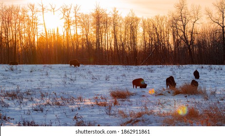 Wild Bison Grazing In The Winter