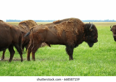 Wild Bison In Steppe On Summer Day