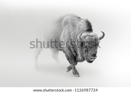 wild bison,buffolo walking out of the mist, digital wallpaper