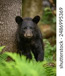 Wild black bear cub in the forest