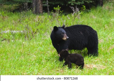 Wild Black Bear Family, Mother And Three Cubs In Jasper National Park Alberta Canada