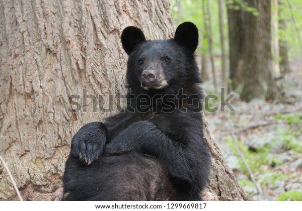 Wild Black Bear Leaning Against Tree Stock Photo 1299669817 | Shutterstock