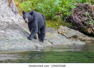 Wild Black Bear On The Rouge River In Southern Oregon