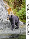 Wild black bear sow on the Rouge River in southern Oregon